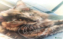 Maine Coon cats for sale: Adorable Maine Coon x Ragdoll Kittens - Image 6