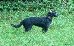 Whippet dogs for sale: Whippet Lurcher - Image 10