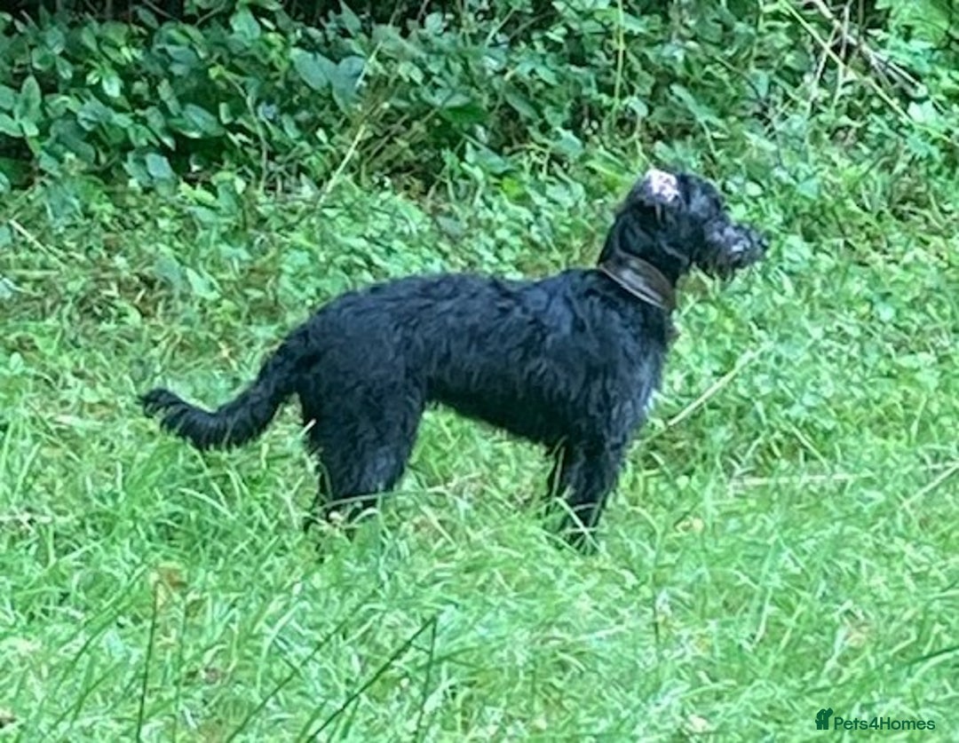 Whippet dogs for sale: Whippet Lurcher - Image 10
