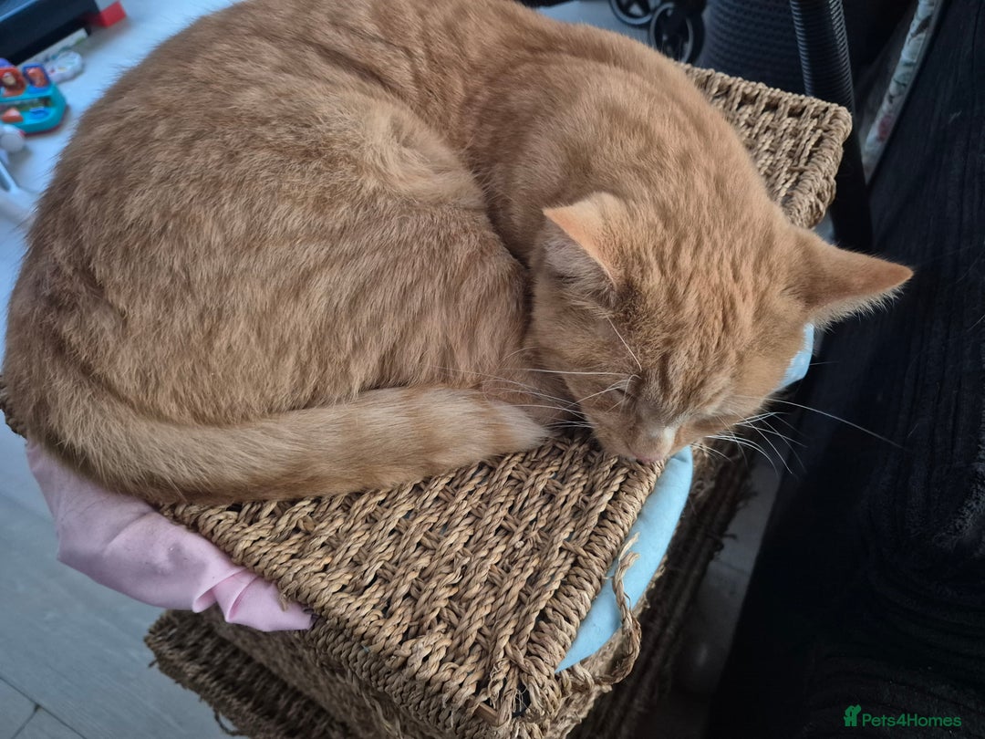 Mixed Breed cats for sale: Ginger Male  - Image 3