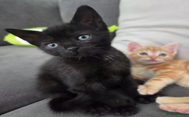 Mixed Breed cats - Advert 10