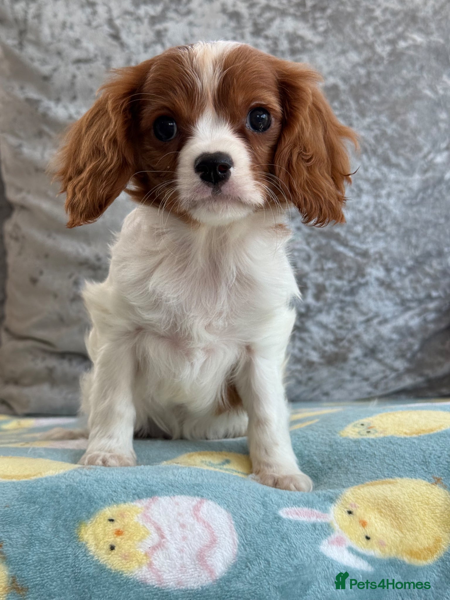 Cavalier King Charles Spaniel dogs Exquisite Cavalier Pups DNA Clear - Advert 2