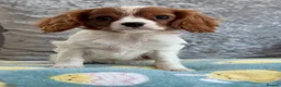 Cavalier King Charles Spaniel dogs for sale: Exquisite Cavalier Pups DNA Clear - Advert 2