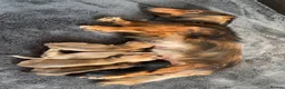 Dachshund dogs for sale: Beautiful dachshund puppies - Advert 14