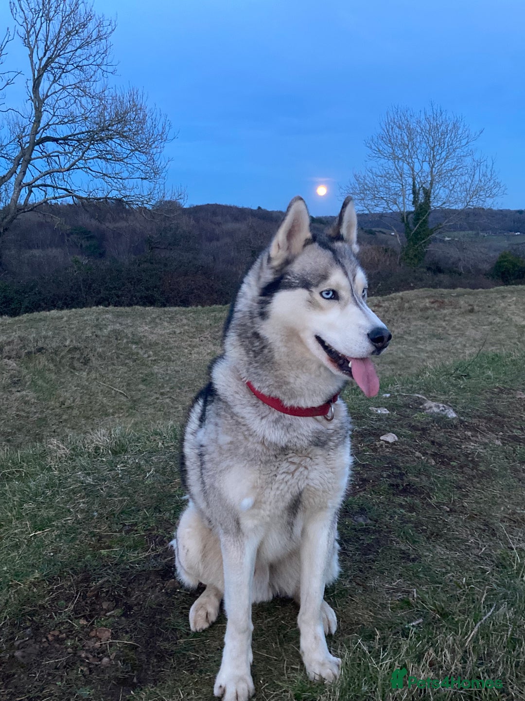 Siberian Husky dogs for sale: Thor a busy boy  - Advert 4