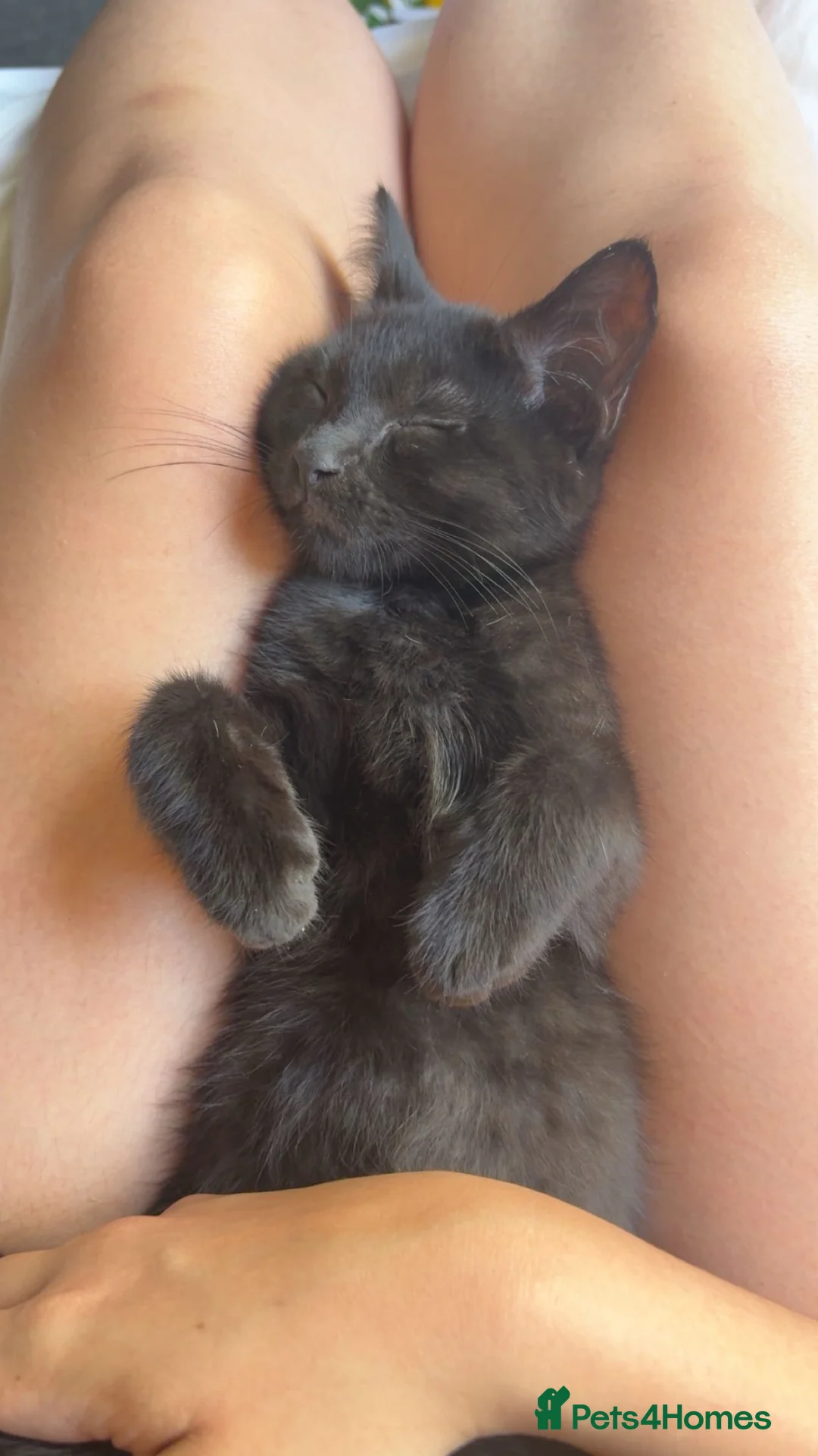 British Shorthair cats for sale: Two beautiful boys for sale  - Advert 1