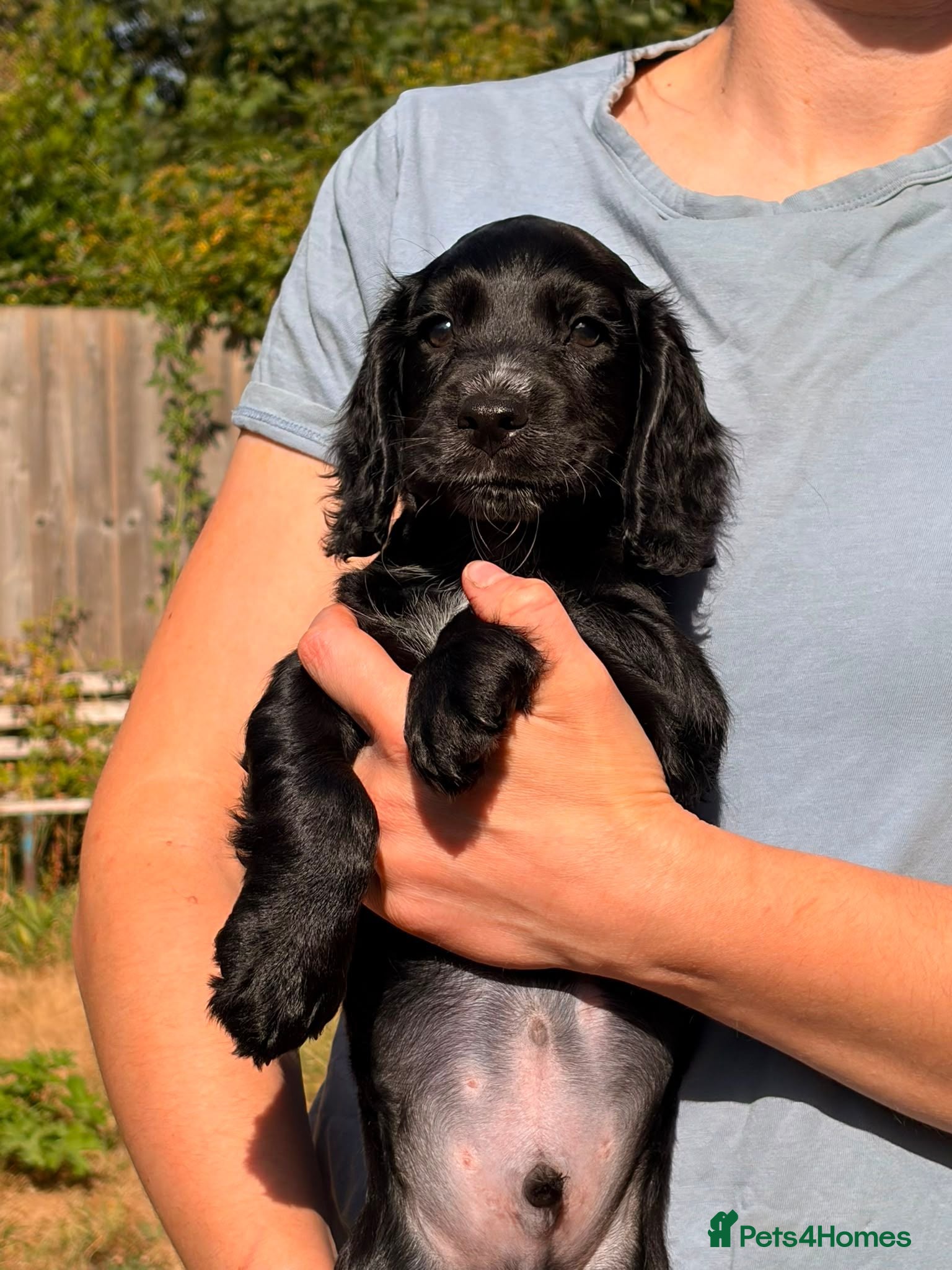 Cocker Spaniel dogs Black Cocker Spaniel Boy  - Advert 2