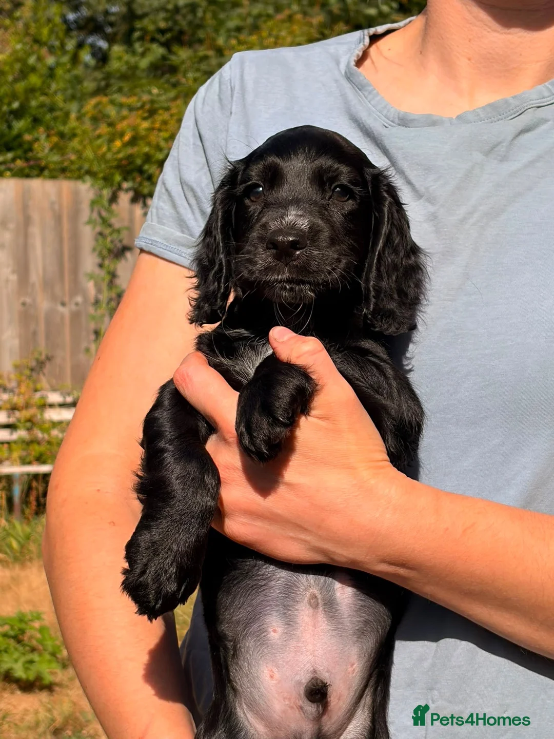 Cocker Spaniel dogs for sale: Black Cocker Spaniel Boy  - Advert 2