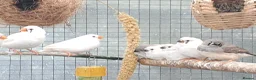 Finches birds for sale: Zebra finch - breeding adult and babies - Advert 1