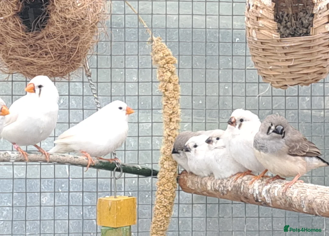 Finches birds for sale: Zebra finch - breeding adult and babies - Advert 1