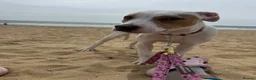 American Bull Staffy dogs for sale: Staff cross American bully  in Salisbury - Advert 3