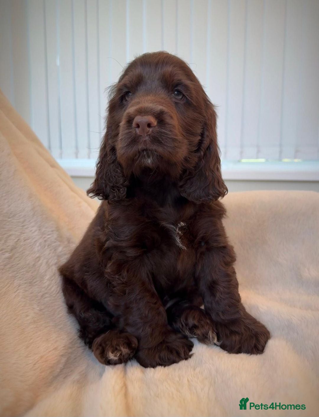 Cocker Spaniel dogs Ready now!  KC Show Cocker Spaniels  - Advert 1