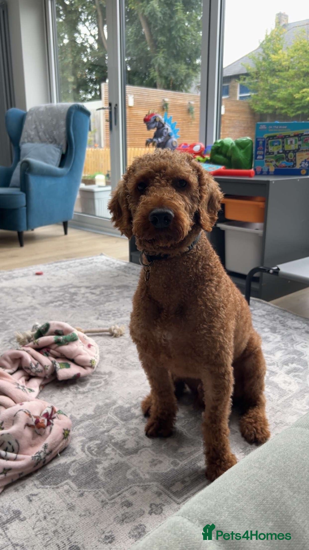 Goldendoodle dogs Double Goldendoodle Looking for New Home - Advert 1