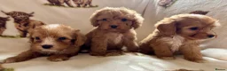 Cockapoo dogs for sale: F1 health clear cockapoo puppies  - Advert 36