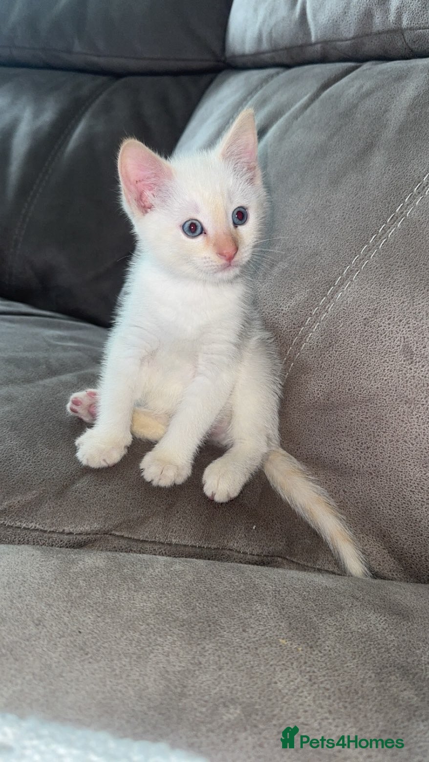 Siamese cats for sale: Siamese flame point kitten  in Bridgend - Advert 1