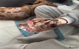 Miniature Dachshund dogs for sale: Miniature dachshund  - Image 7