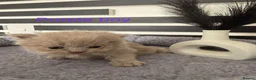 British Longhair cats for sale: Beautiful grey and lilac kittens - Advert 3