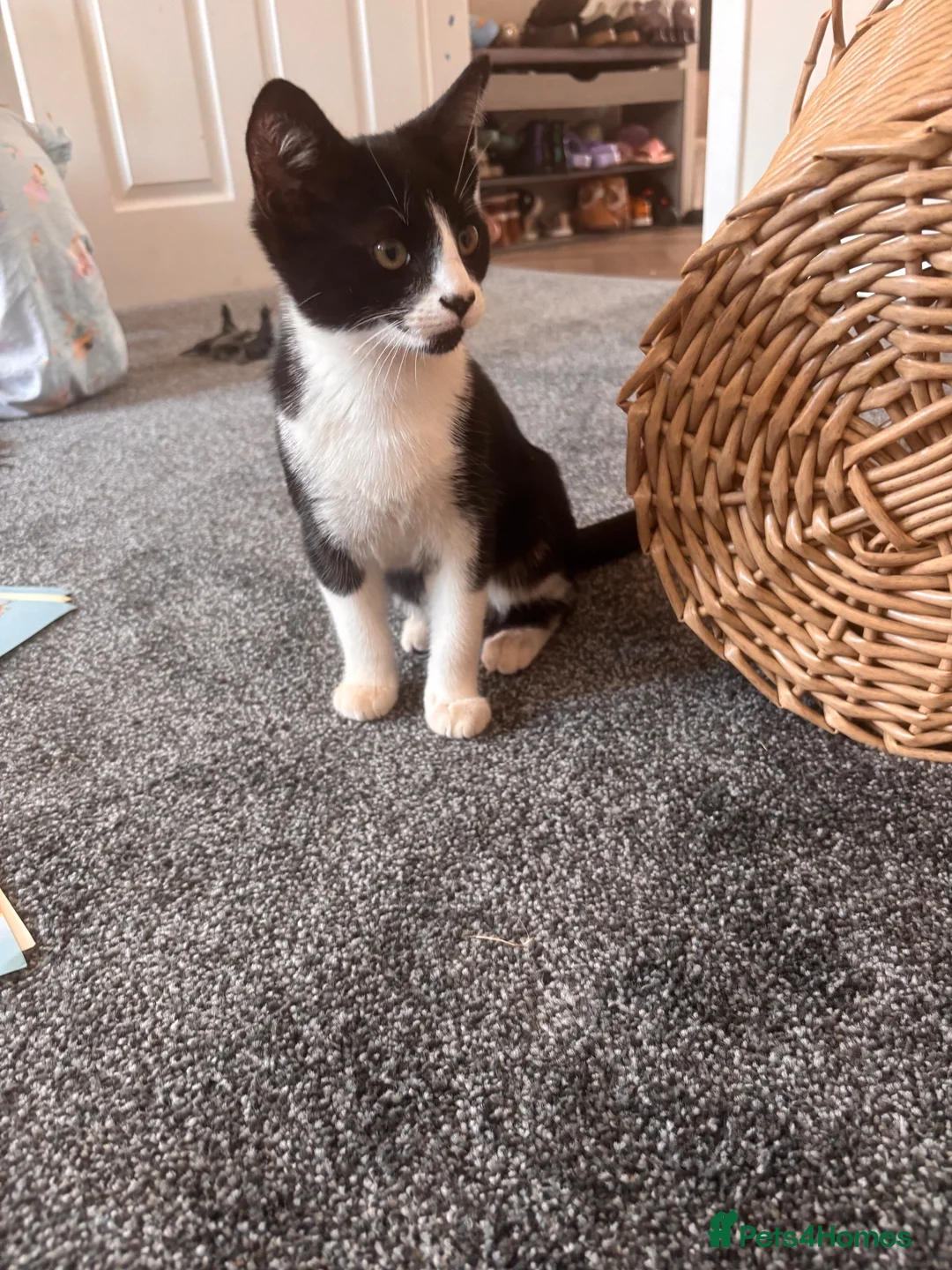 Mixed Breed cats for sale: Kitten for sale in Grantham - Advert 2