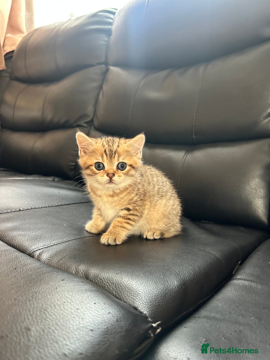 British Shorthair cats for sale: British shorthair chocolate and silver pointed  - Advert 5