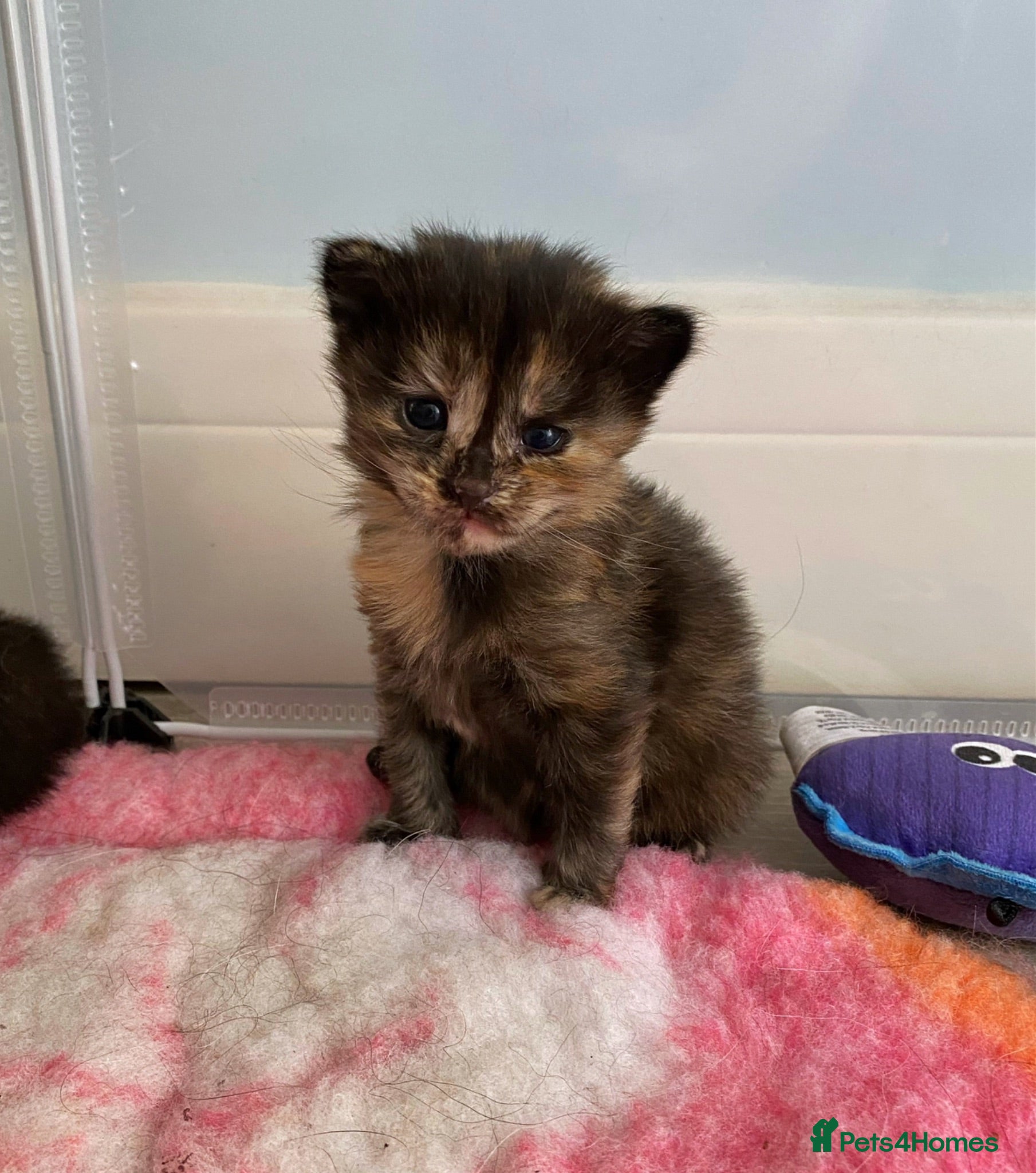 Maine Coon cats 3 female mainecoon mix kittens  - Advert 2