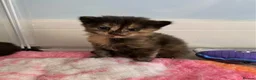 Maine Coon cats for sale: 3 female mainecoon mix kittens  - Advert 1