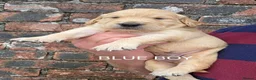 Golden Retriever dogs for sale: KC GOLDEN RETRIEVER PUPPIES  - Advert 15