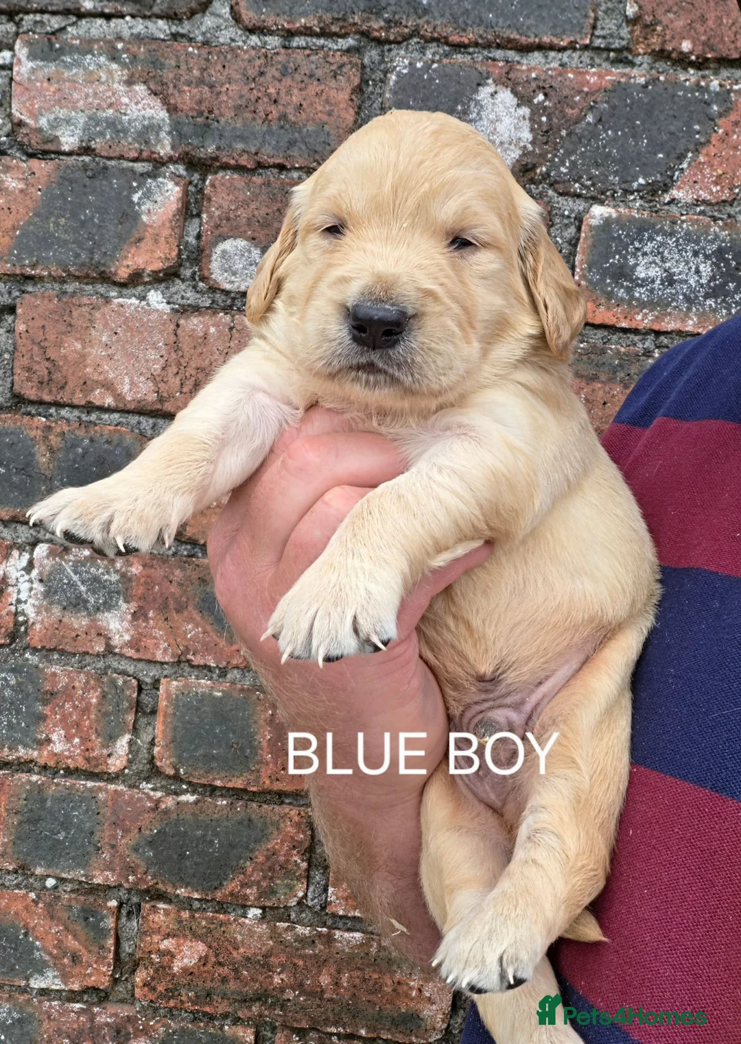 Golden Retriever dogs for sale: KC GOLDEN RETRIEVER PUPPIES  - Advert 15