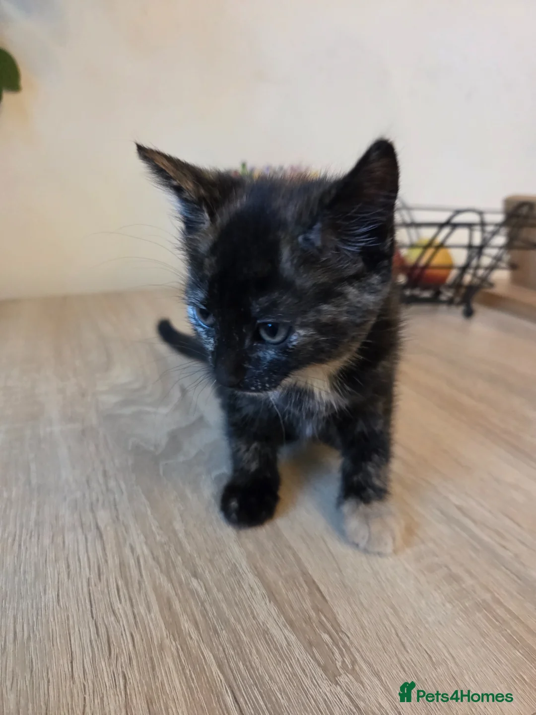 Mixed Breed cats for sale: Beautiful kittens ready for forever home - Advert 2
