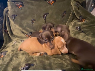 Miniature Dachshund dogs - Advert 16