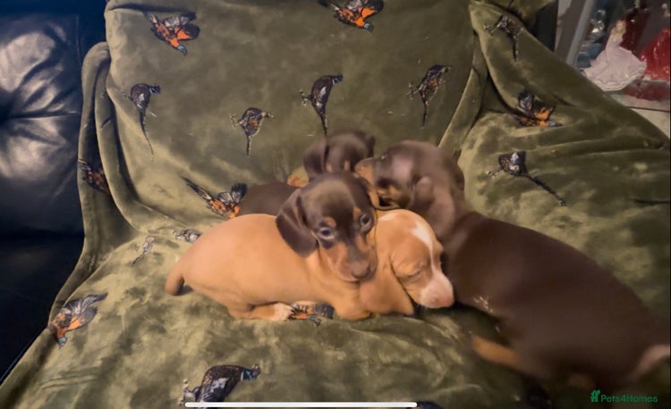 Miniature Dachshund dogs - Advert 2