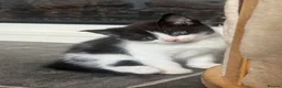 Mixed Breed cats for sale: B&W Kitten looking 4 home  - Advert 1