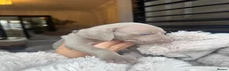 Weimaraner dogs for sale: 7 Weimaraner pups for sale ! - Advert 33