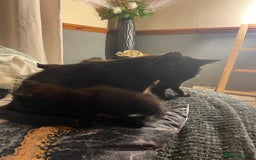 Mixed Breed cats for sale: All black kittens - Image 8