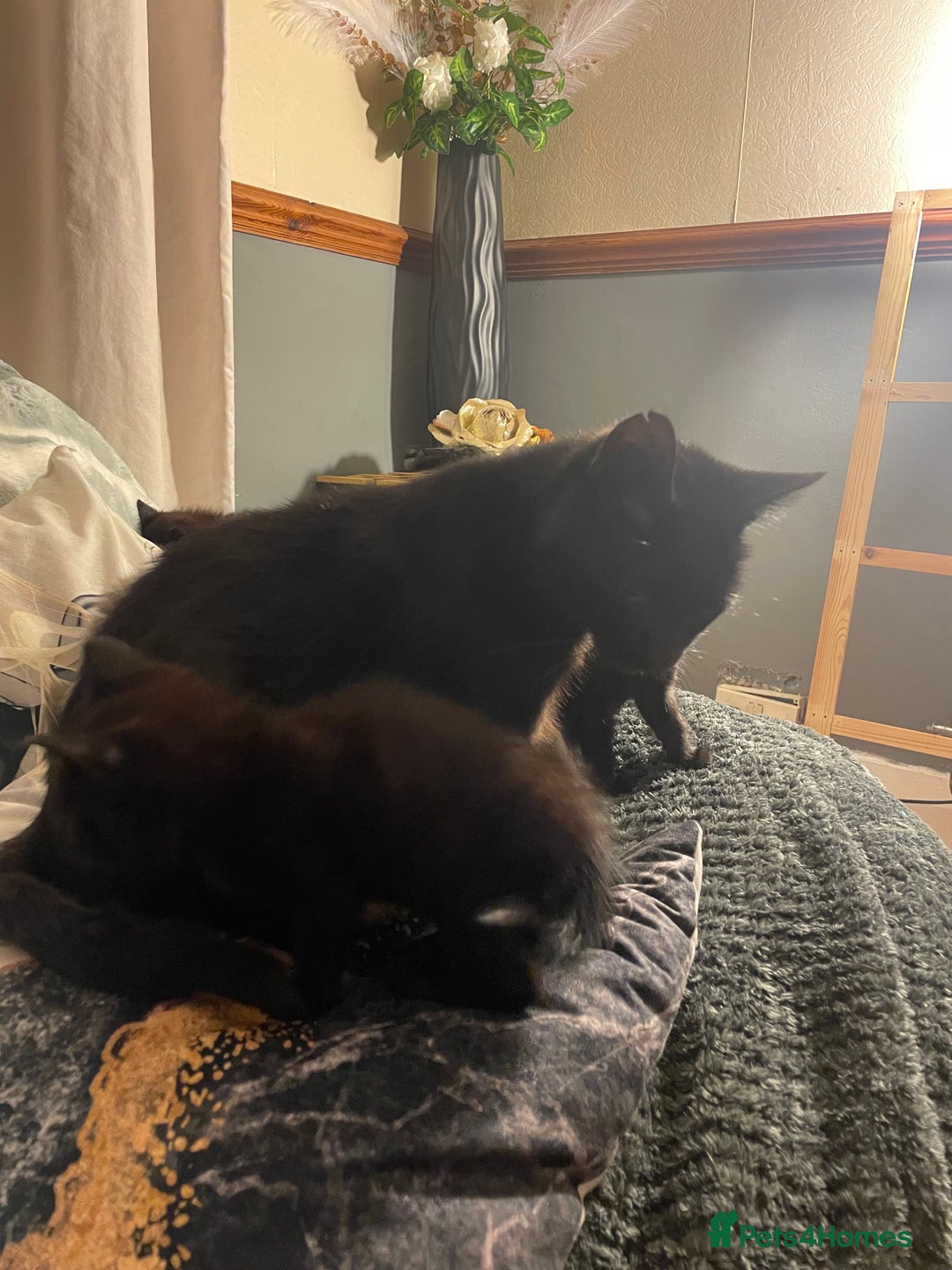 Mixed Breed cats for sale: All black kittens - Image 8