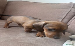 Miniature Dachshund dogs for sale: Kc reg miniature dachshund  - Image 26