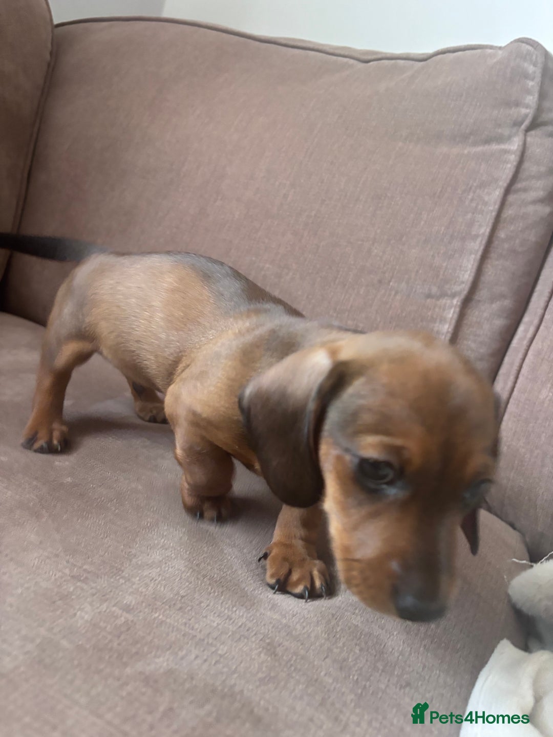 Miniature Dachshund dogs for sale: Kc reg miniature dachshund  - Image 26