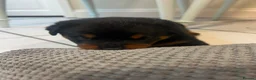 Rottweiler dogs for sale: KC Registered Rottweiler Puppies - Advert 15