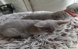 Brazilian Shorthair cats for sale: Beautiful blues Bristh short hair - Image 8