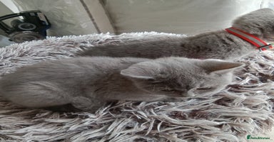 Brazilian Shorthair cats - Advert 12