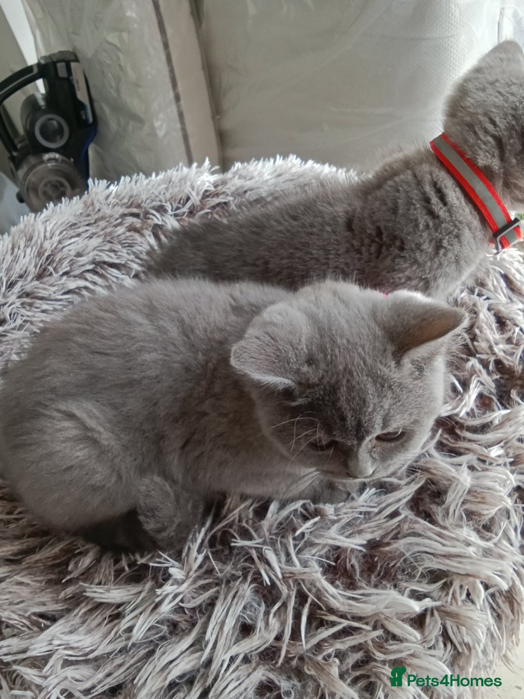Brazilian Shorthair cats for sale: Beautiful blues Bristh short hair - Image 8