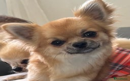 Chihuahua dogs for sale: Gorgeous Longcoat little boy - Image 1