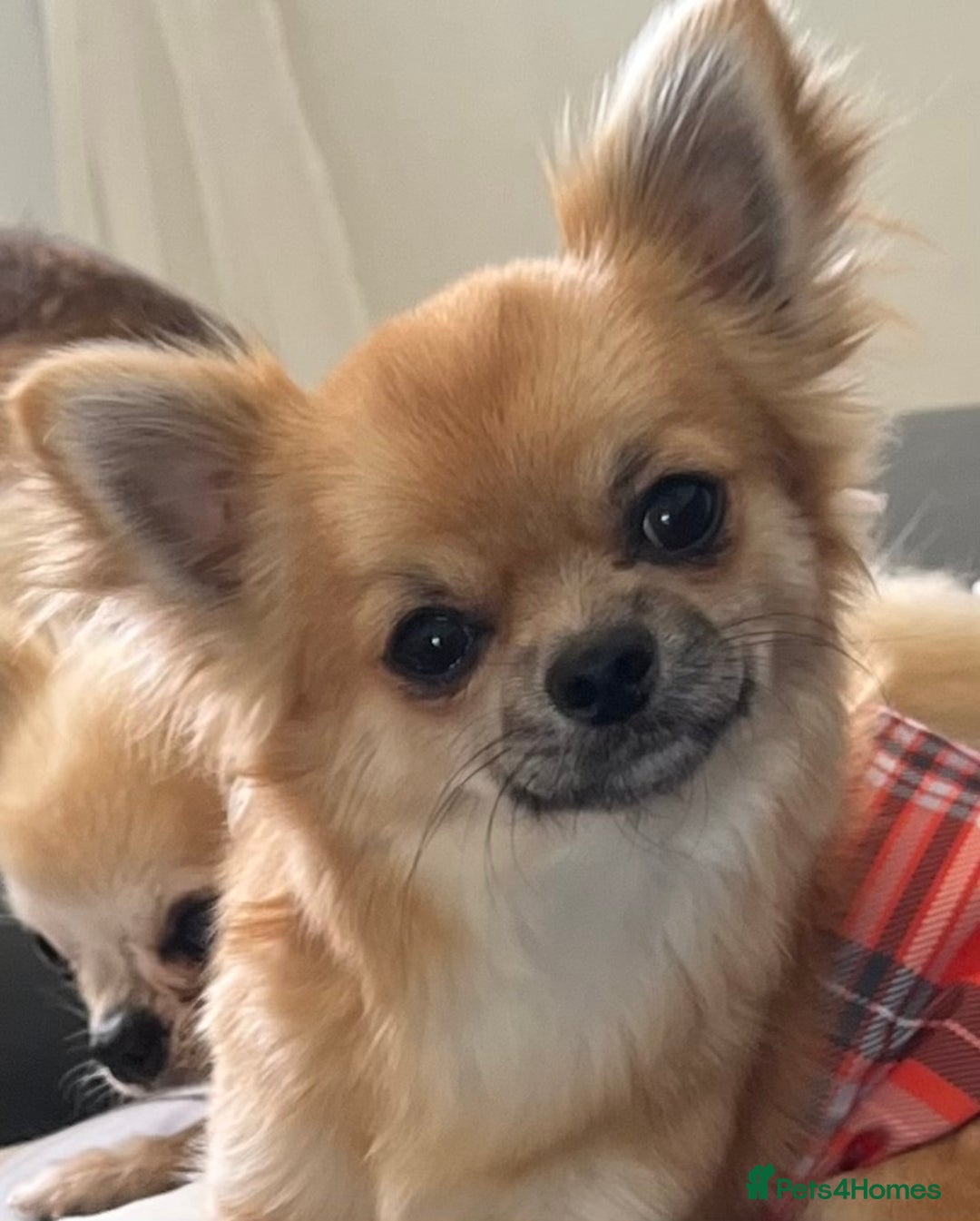 Chihuahua dogs for sale: Gorgeous Longcoat little boy - Image 1