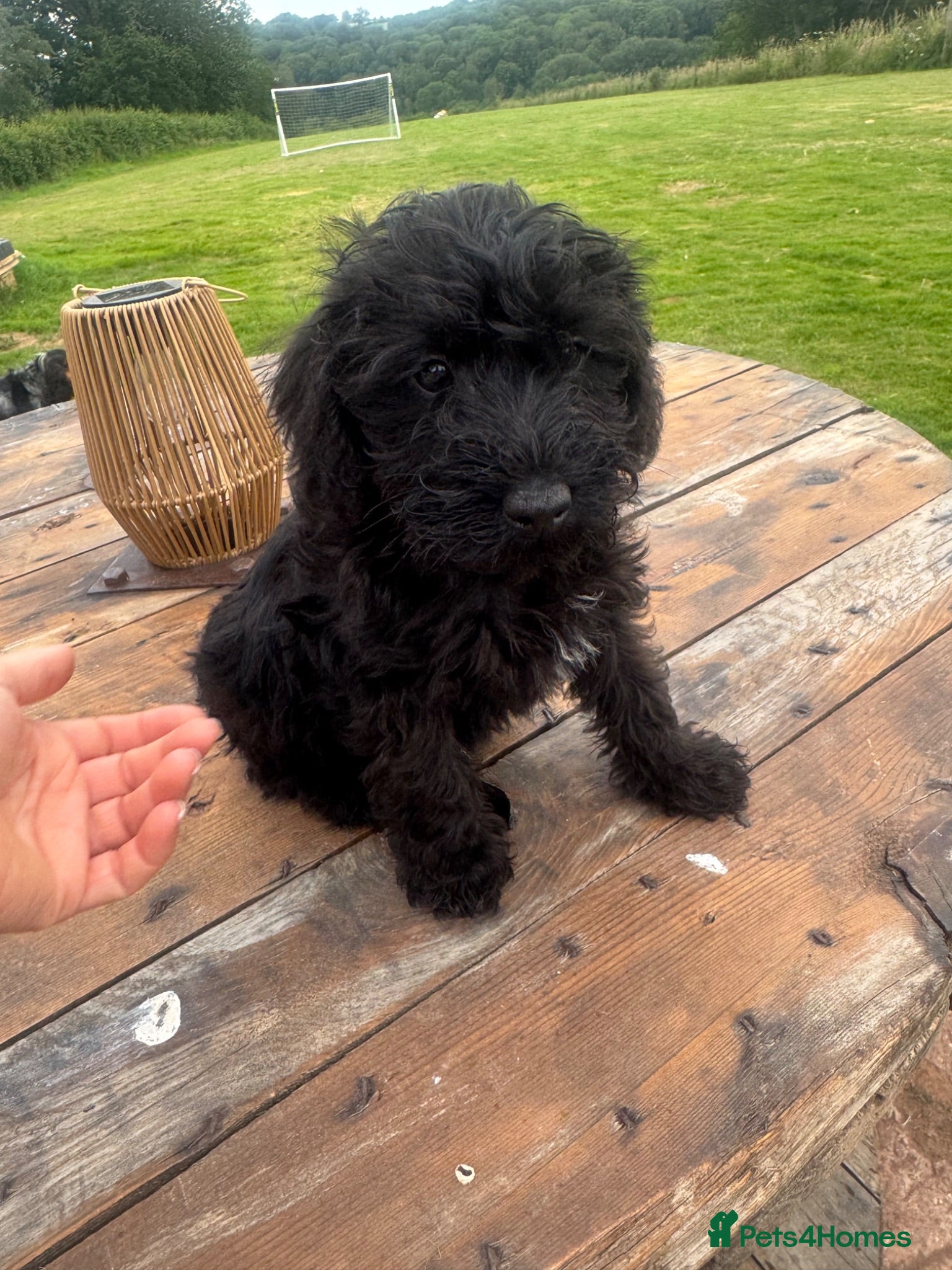 Schnoodle dogs Schnoodles READY NOW - Advert 2