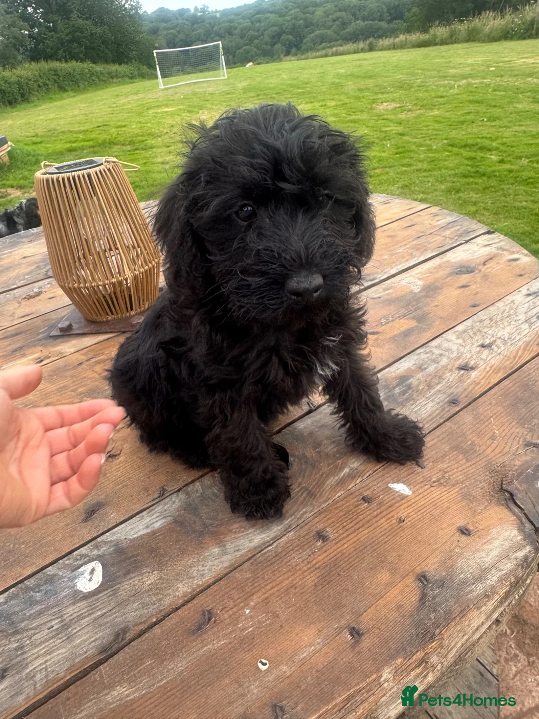 Schnoodle dogs for sale: Schnoodles READY NOW - Advert 1