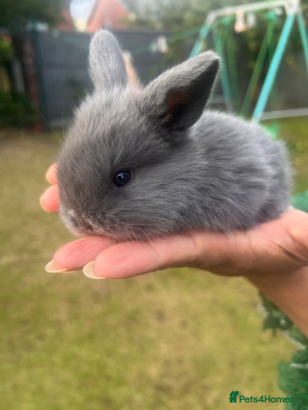 Mini Lion Lop rabbits for sale: Mini lop - Image 26