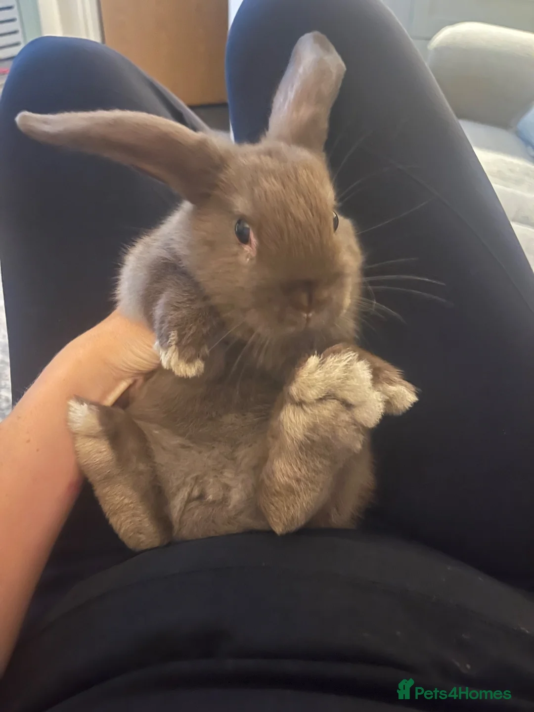 Mixed Breed rabbits for sale: Mini lop cross baby boy in Hyde - Advert 1