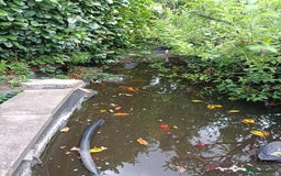 Koi Carp fish for sale: Koi Carp for sale Bedworth  - Image 8