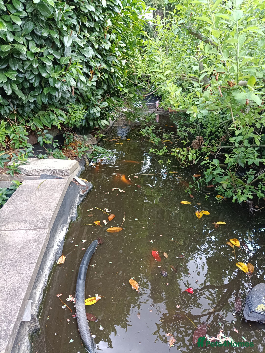 Koi Carp fish for sale: Koi Carp for sale Bedworth  - Image 8