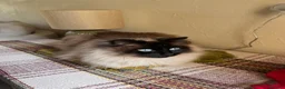 Ragdoll cats for sale: Beautiful Bonded Ragdolls, Brother & Sister  - Advert 3