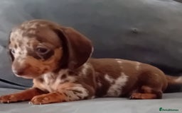 Miniature Dachshund dogs for sale: *READY TO GO* Miniature Daschund Puppies - Image 29